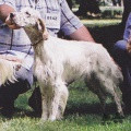 Setter Anglais LITTLE PRINCESS ZUASTI Setter Anglais LITTLE PRINCESS ZUASTI
